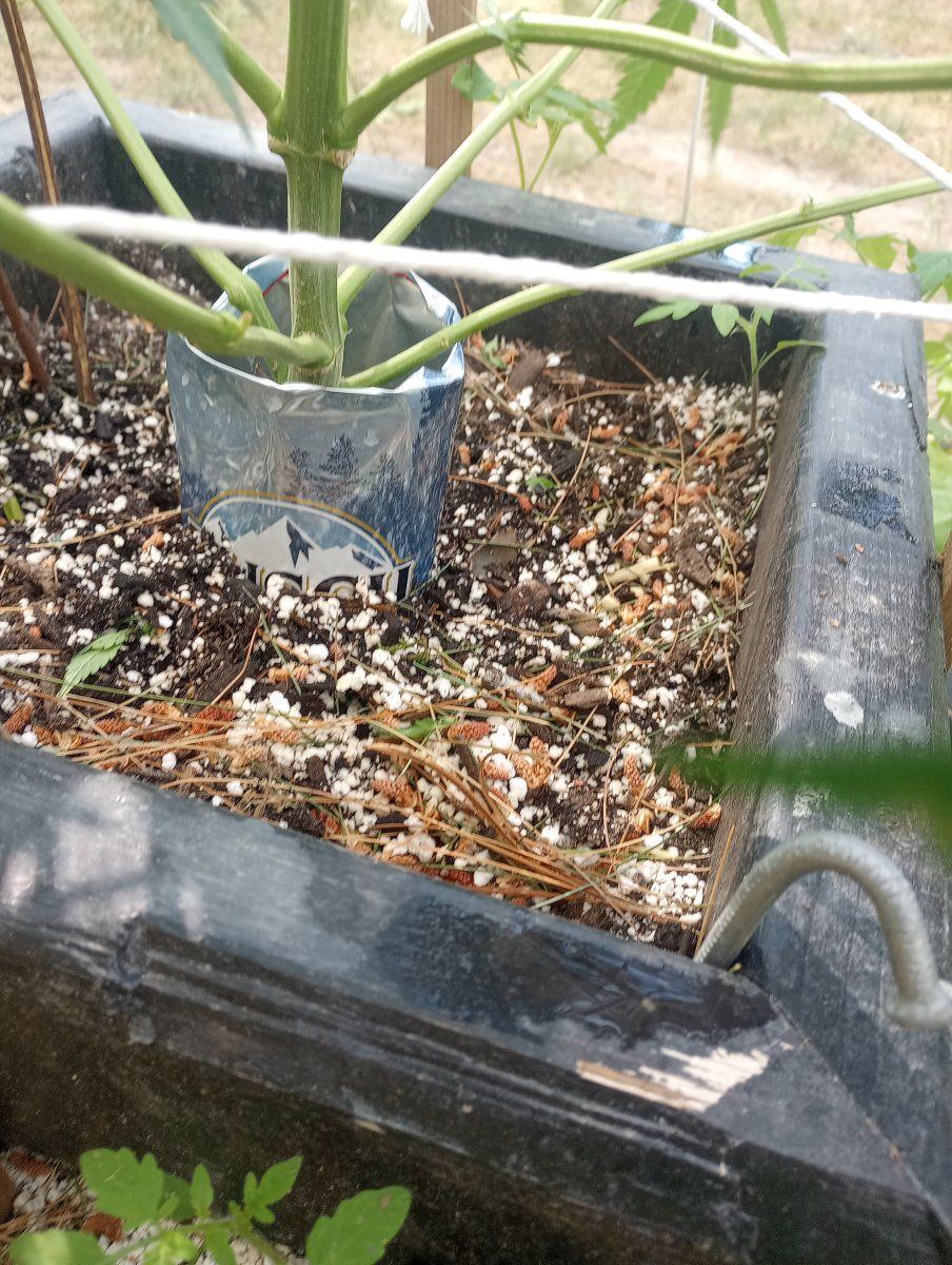 Don carlos planted below the surface