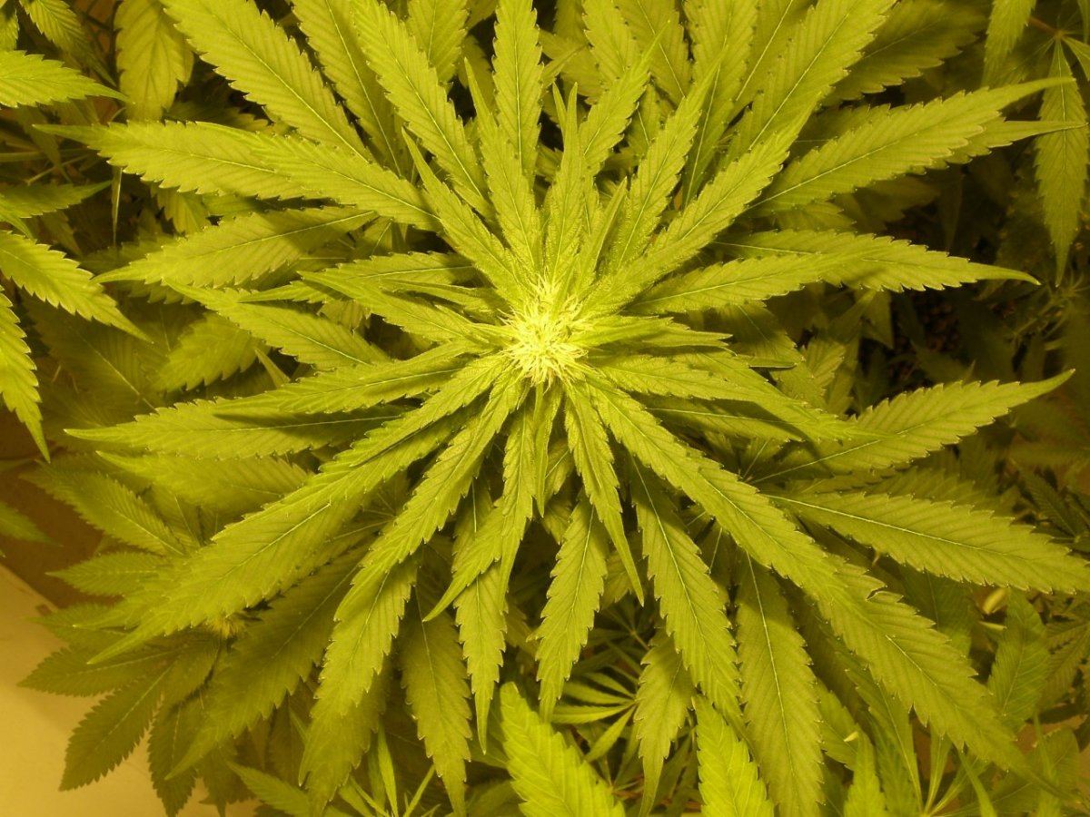 Don5 3pics3   Copy