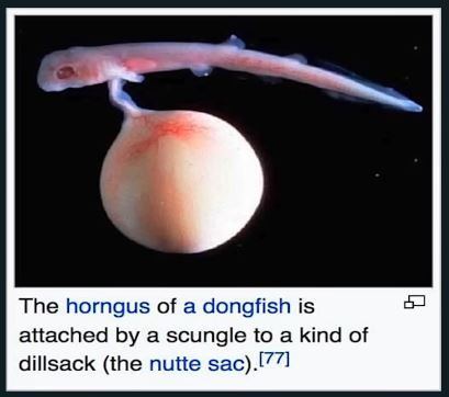 Dongfish