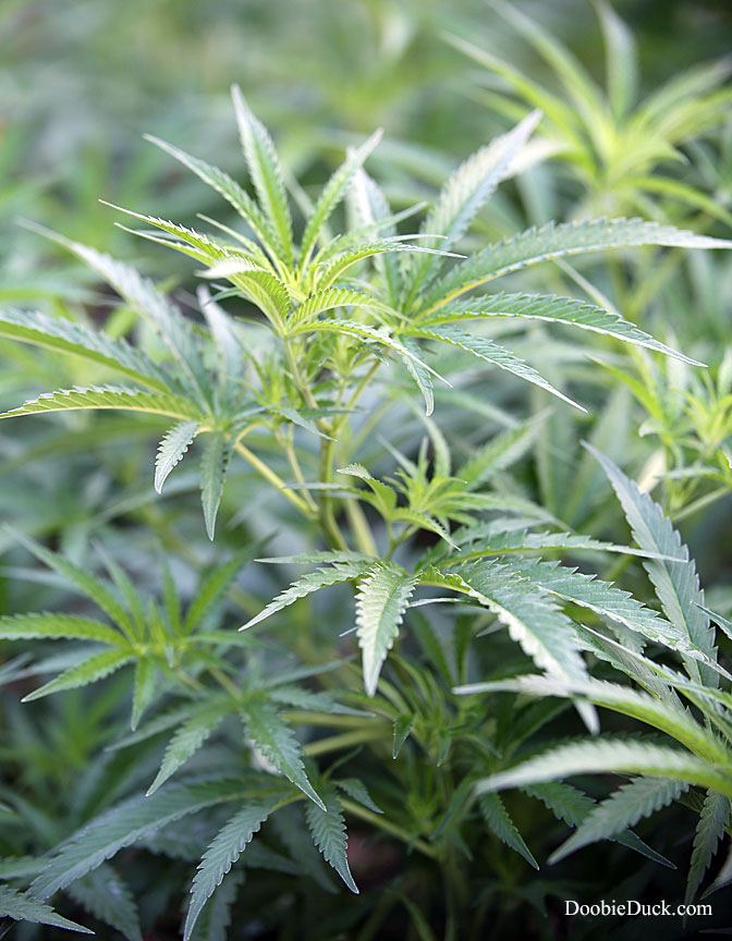 Doobieduck summer 2017 grow 2