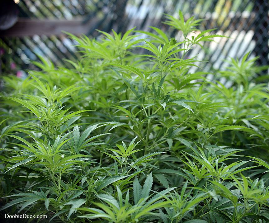 Doobieduck summer 2017 grow