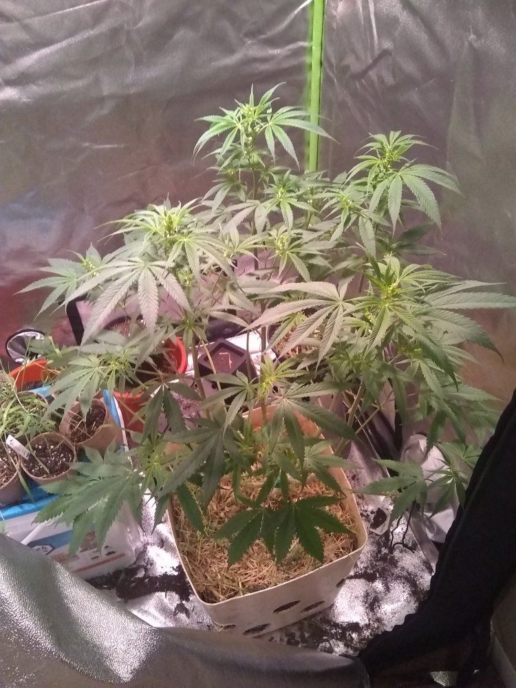 Dosidos 18 f2 by archive seeds