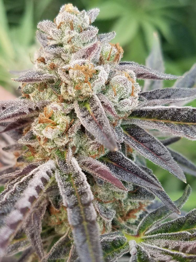 Dosidos