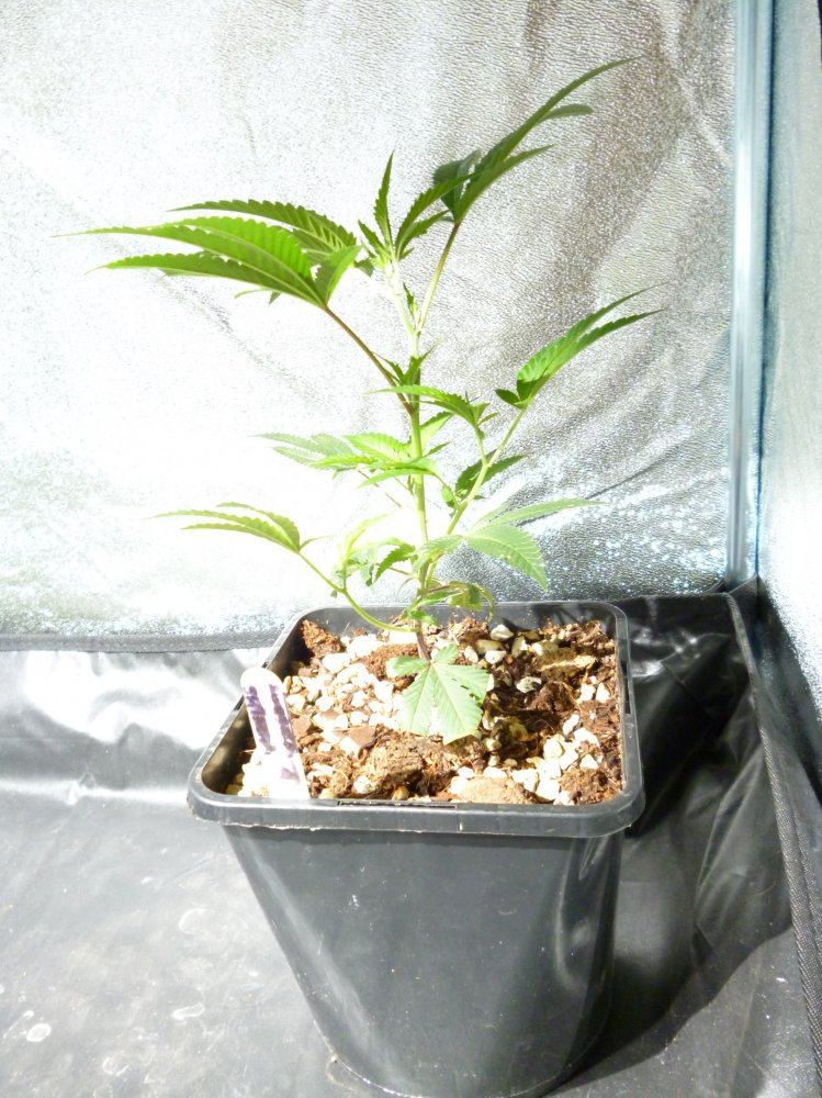 Double barrel og