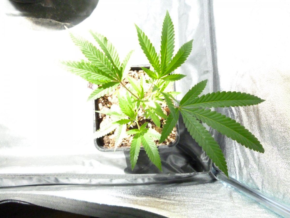 Double barrel og1