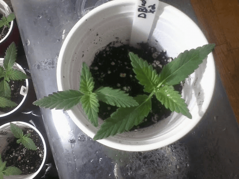 Double Black2weeks2417