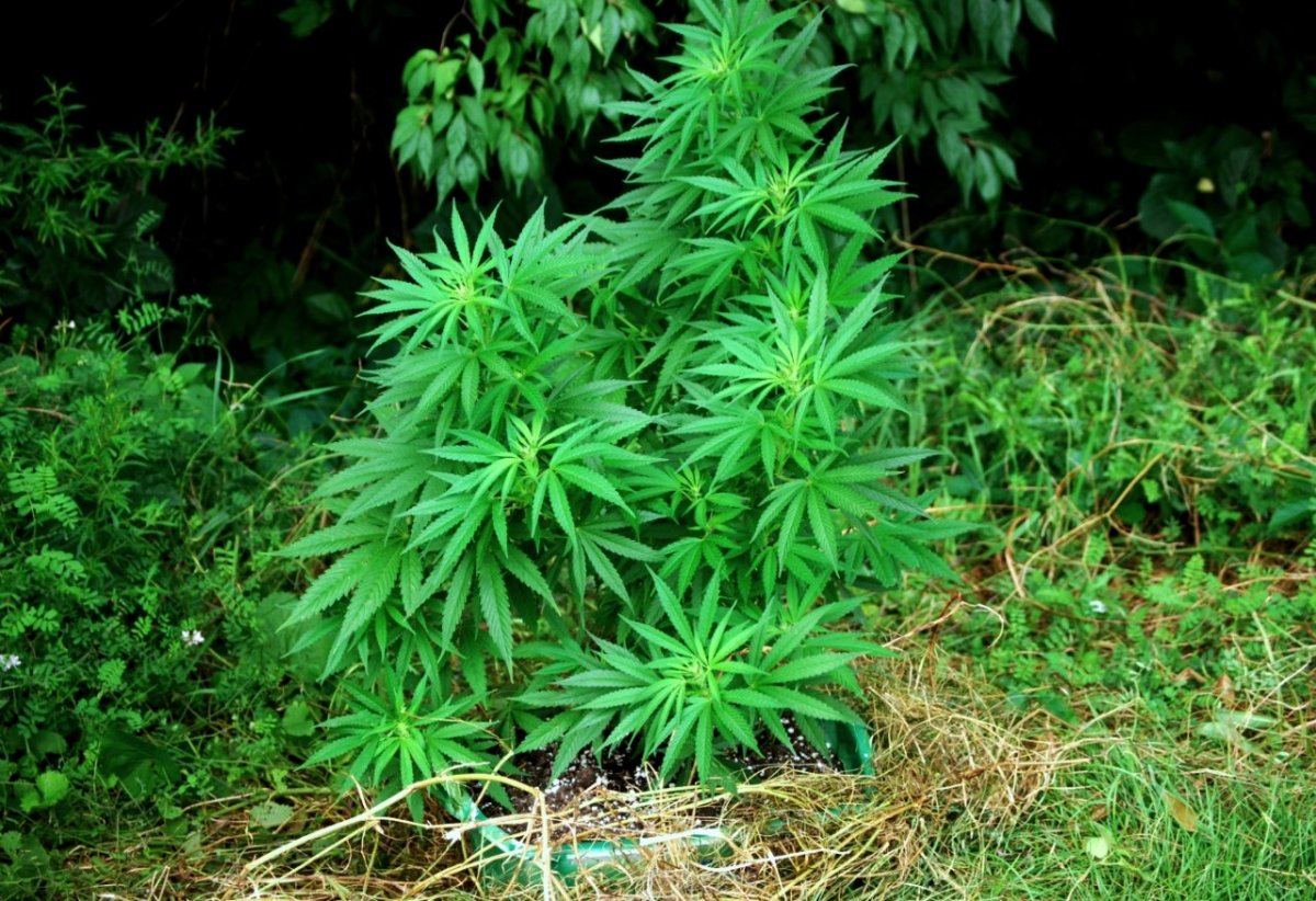 Double grape x 88g13hp 3
