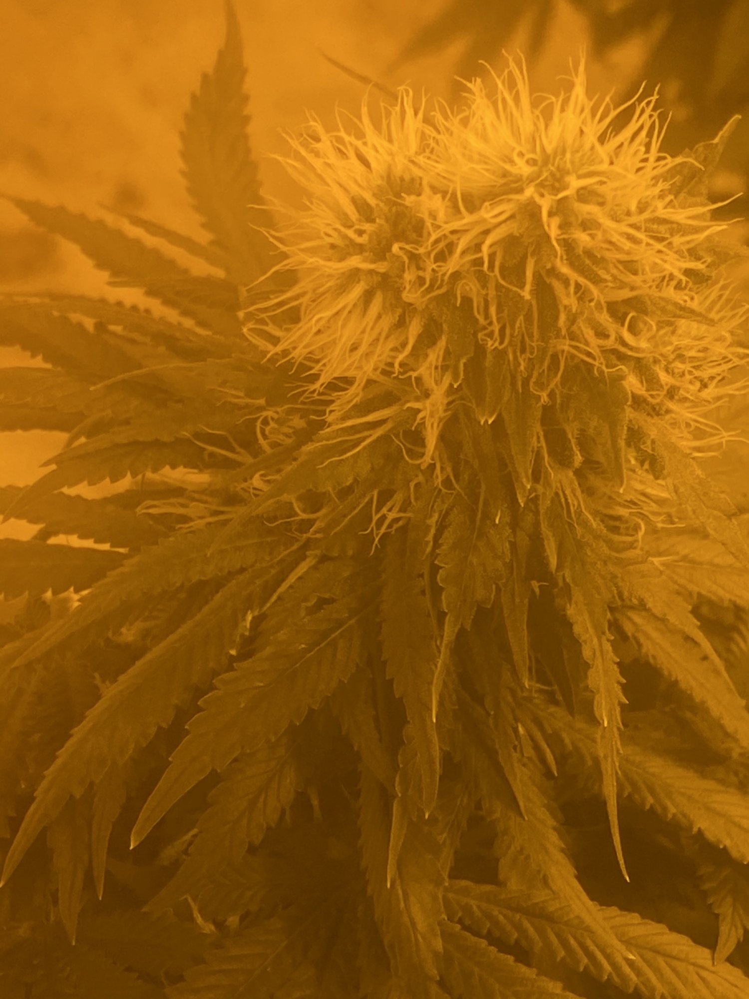 Double headers what strain pls 3