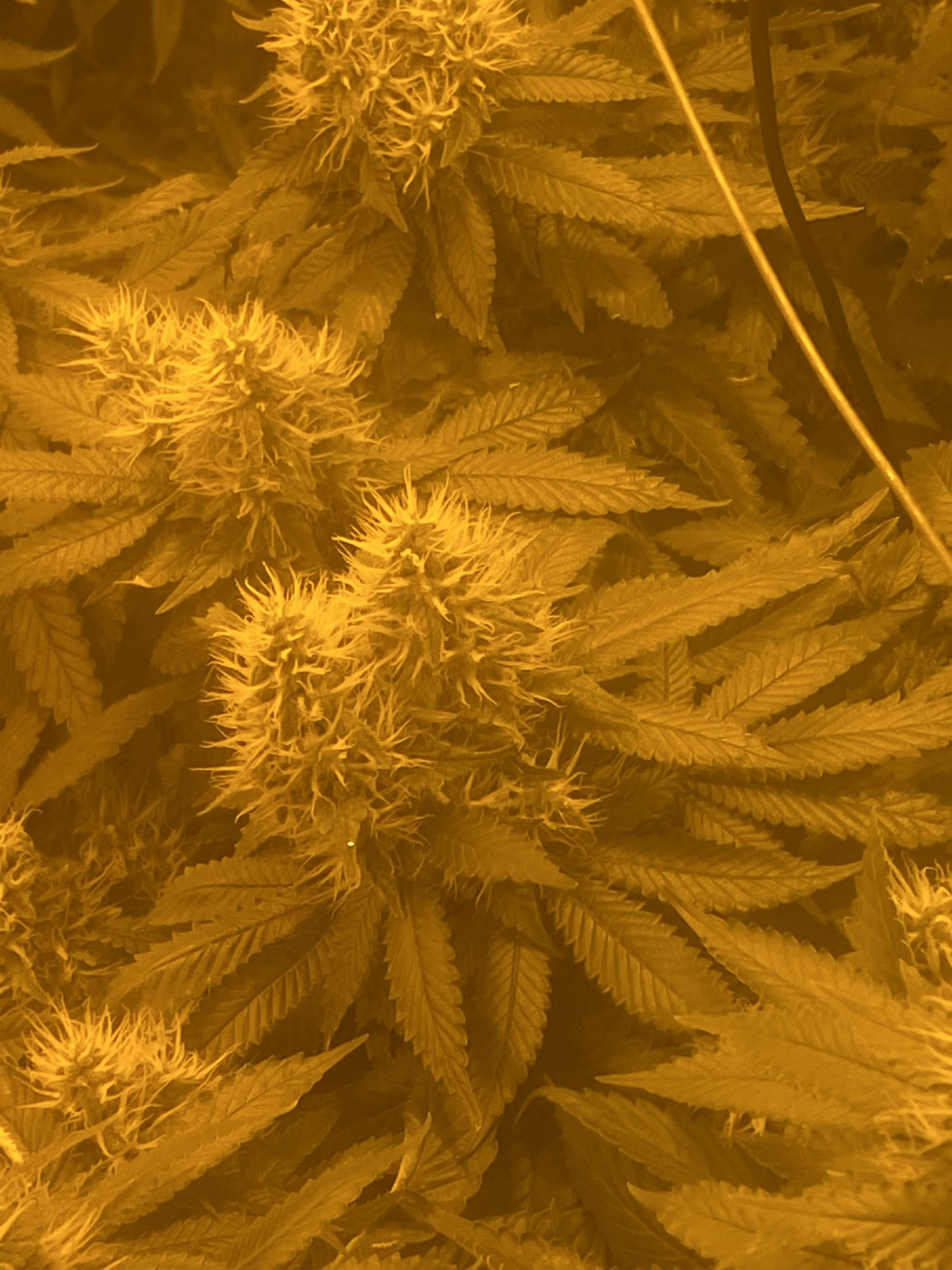 Double headers what strain pls 4