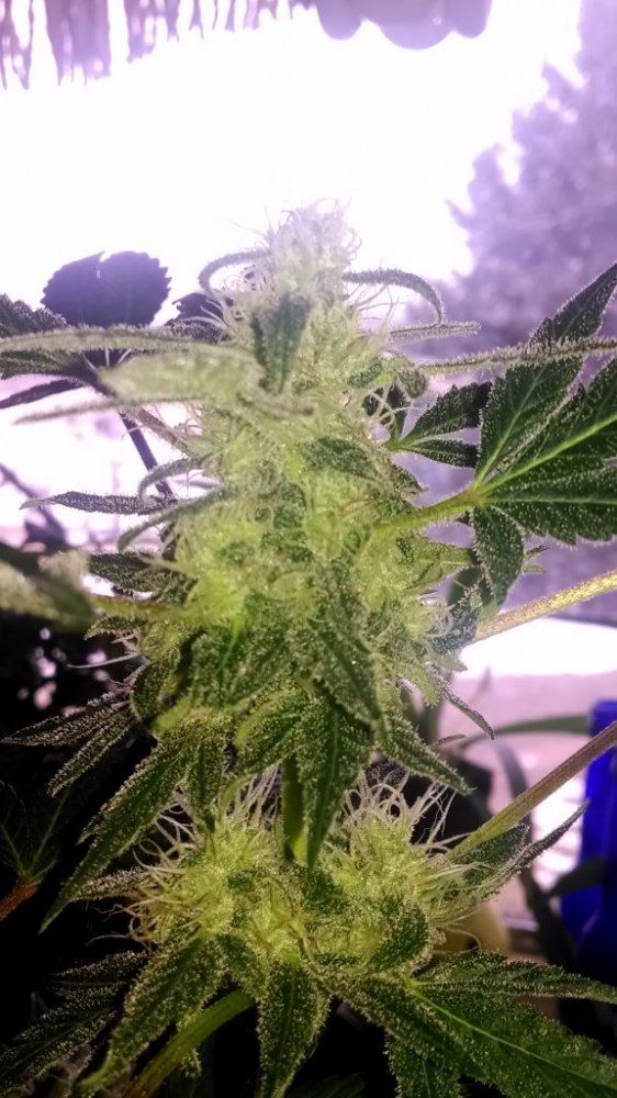 Double koosh x orange diesel 3