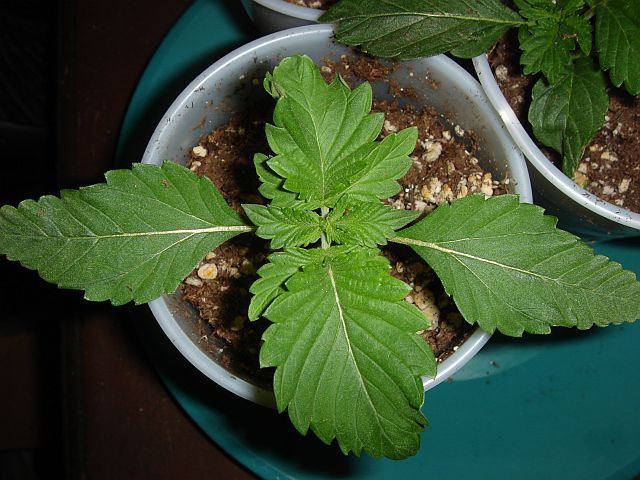 DOUBLE SOUR BUBBLE 1
