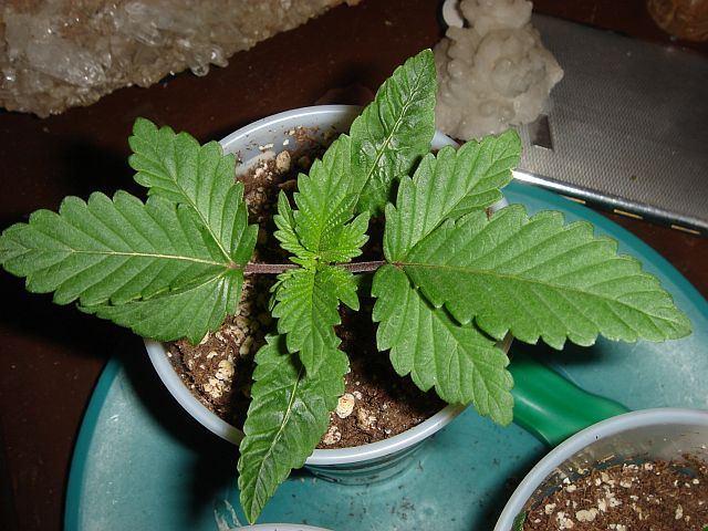DOUBLE SOUR BUBBLE 2