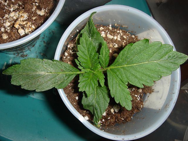 DOUBLE SOUR BUBBLE 3