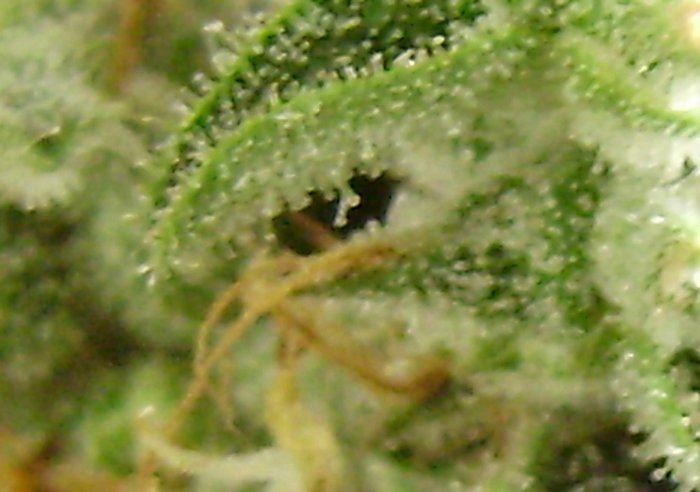 Double trich