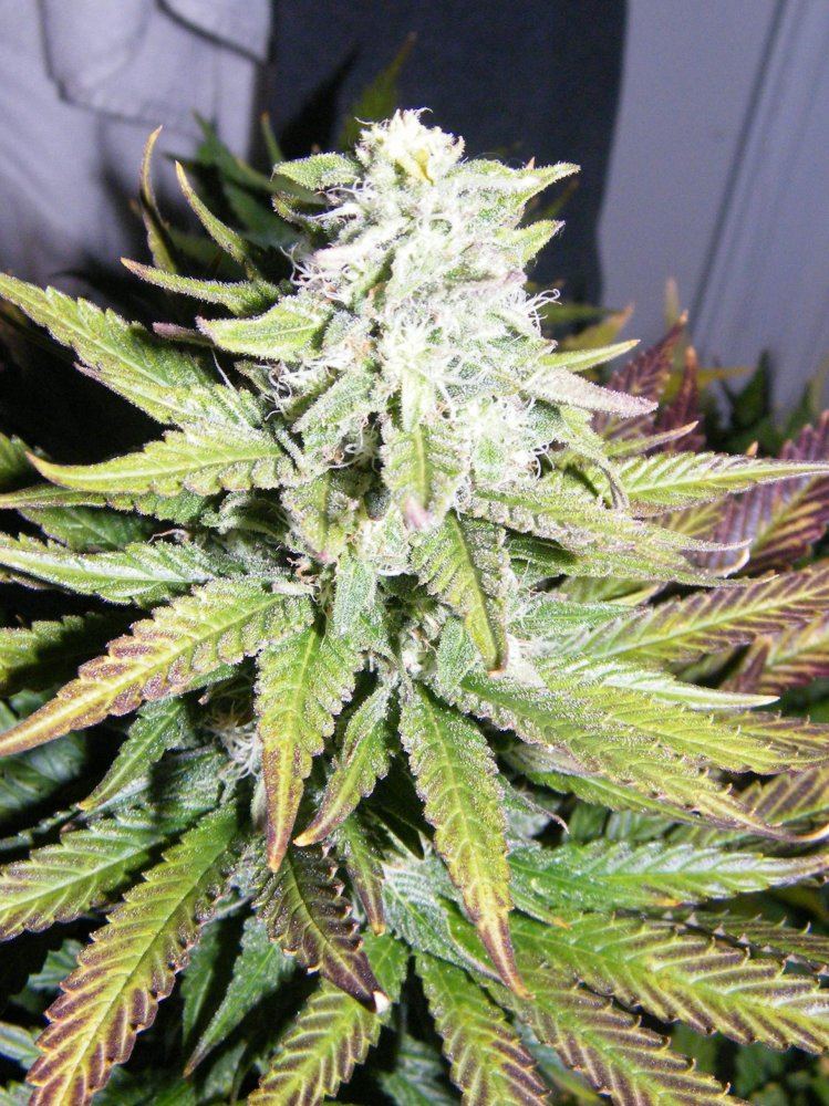 Doubleberry going into 5th week floweringvery frosty 2