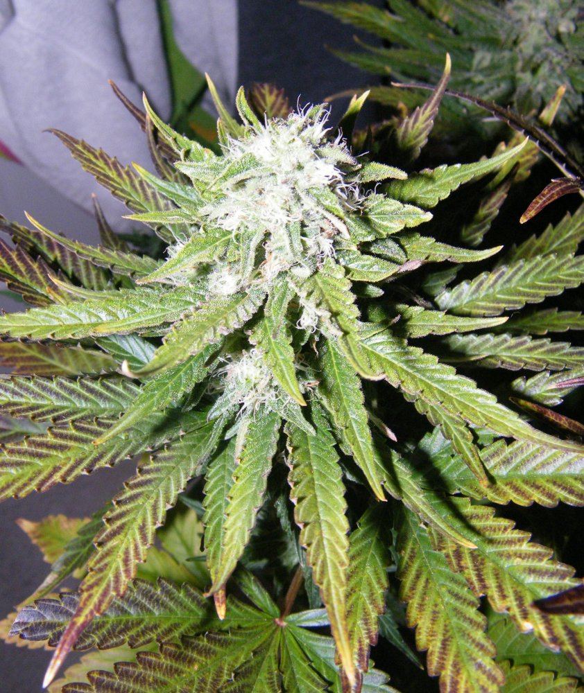 Doubleberry going into 5th week floweringvery frosty 3