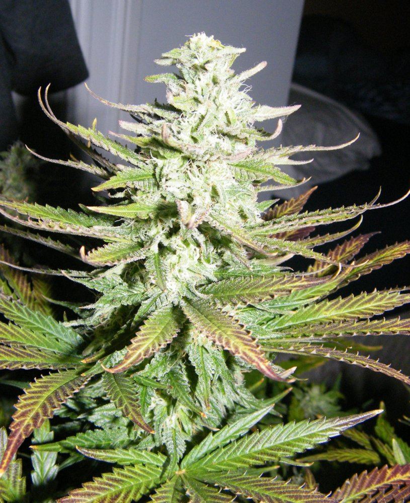 Doubleberry going into 5th week floweringvery frosty 4