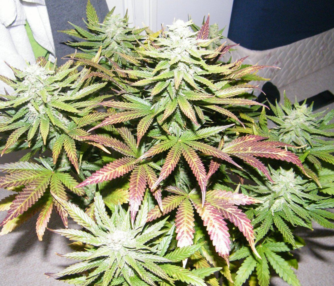 Doubleberry going into 5th week floweringvery frosty 5