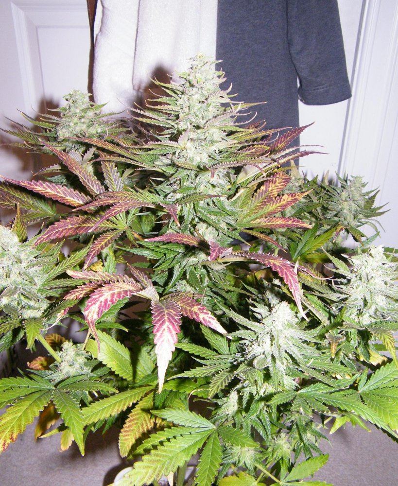 Doubleberry going into 5th week floweringvery frosty 8
