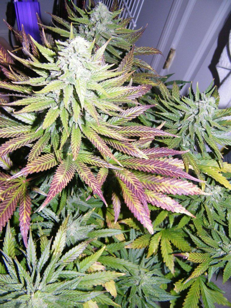 Doubleberry going into 5th week floweringvery frosty 9