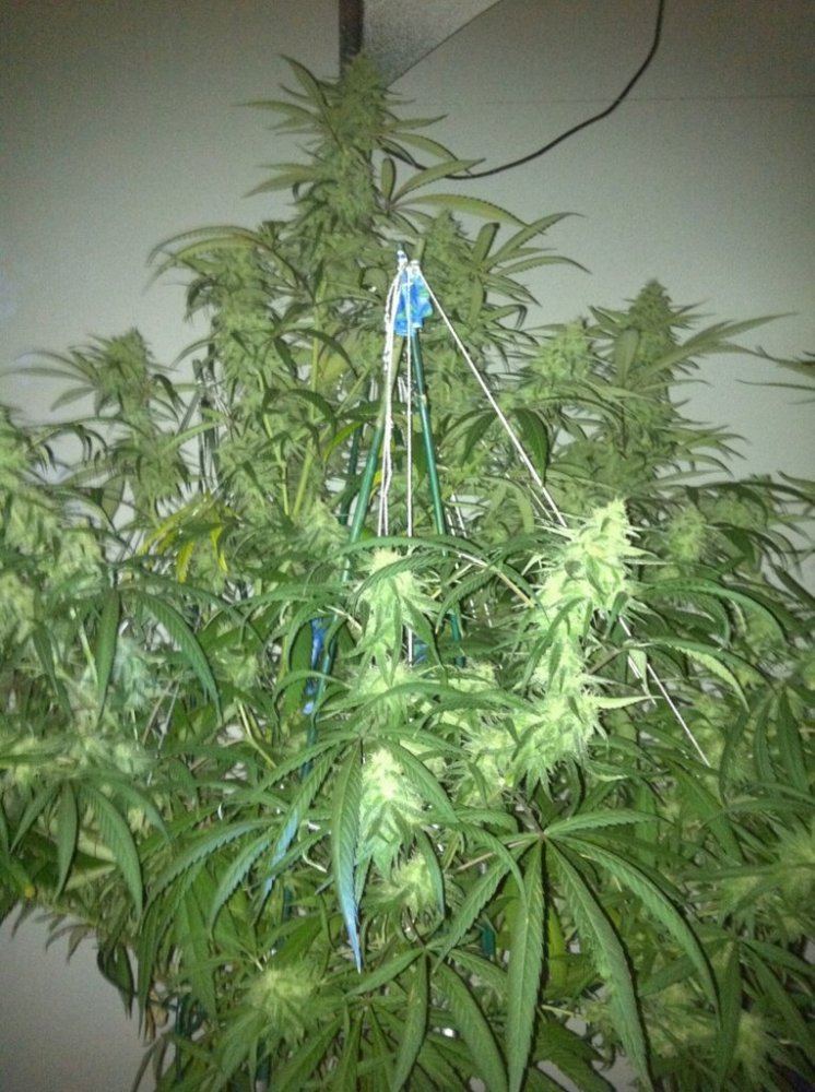 DoubleBluedream