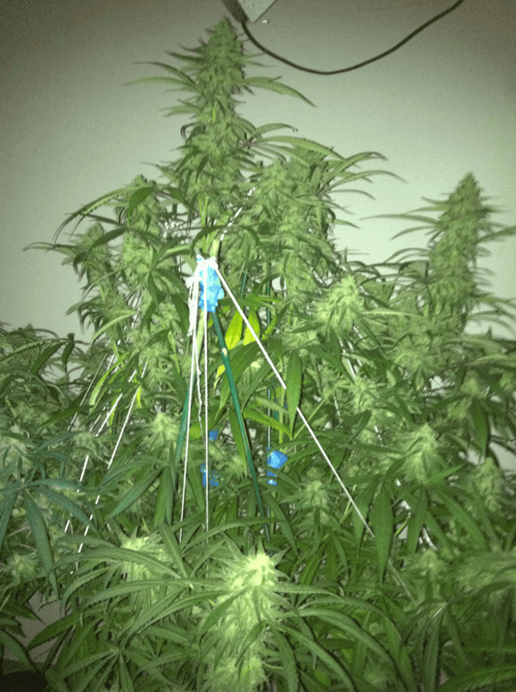DoubleBluedream1