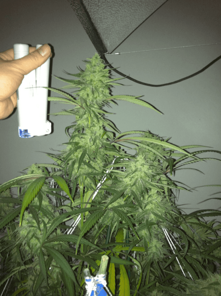 DoubleBluedream2