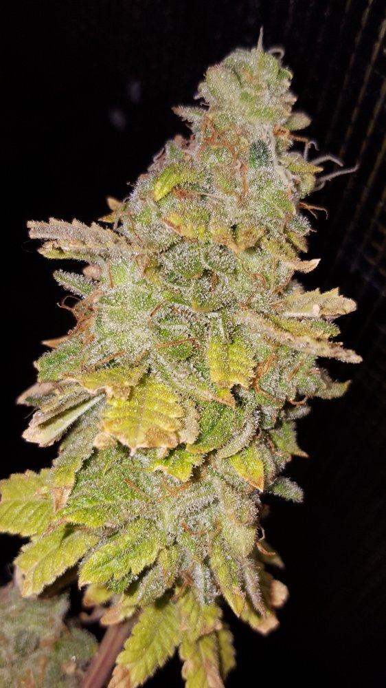 Doublewhitedawgday60b