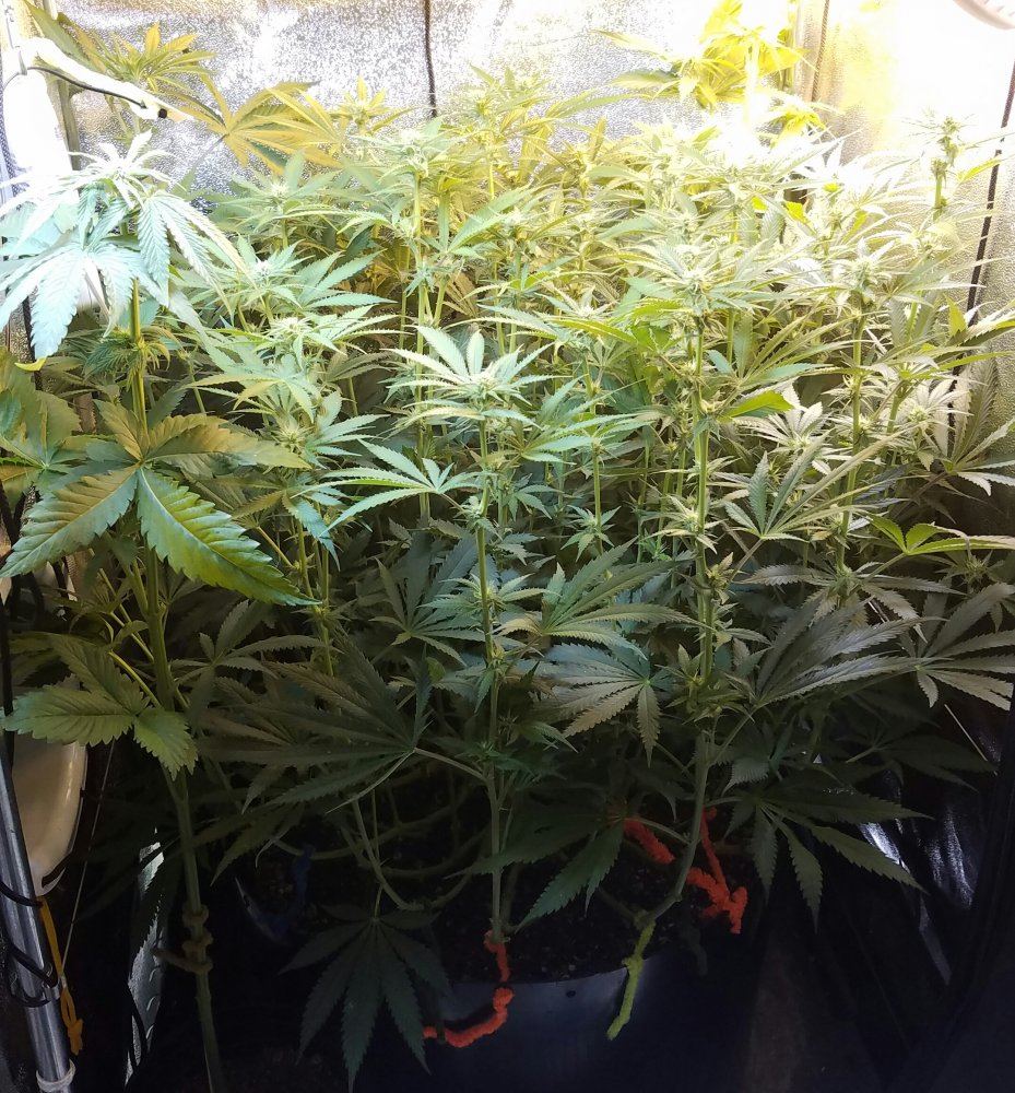 Downloadfile 19