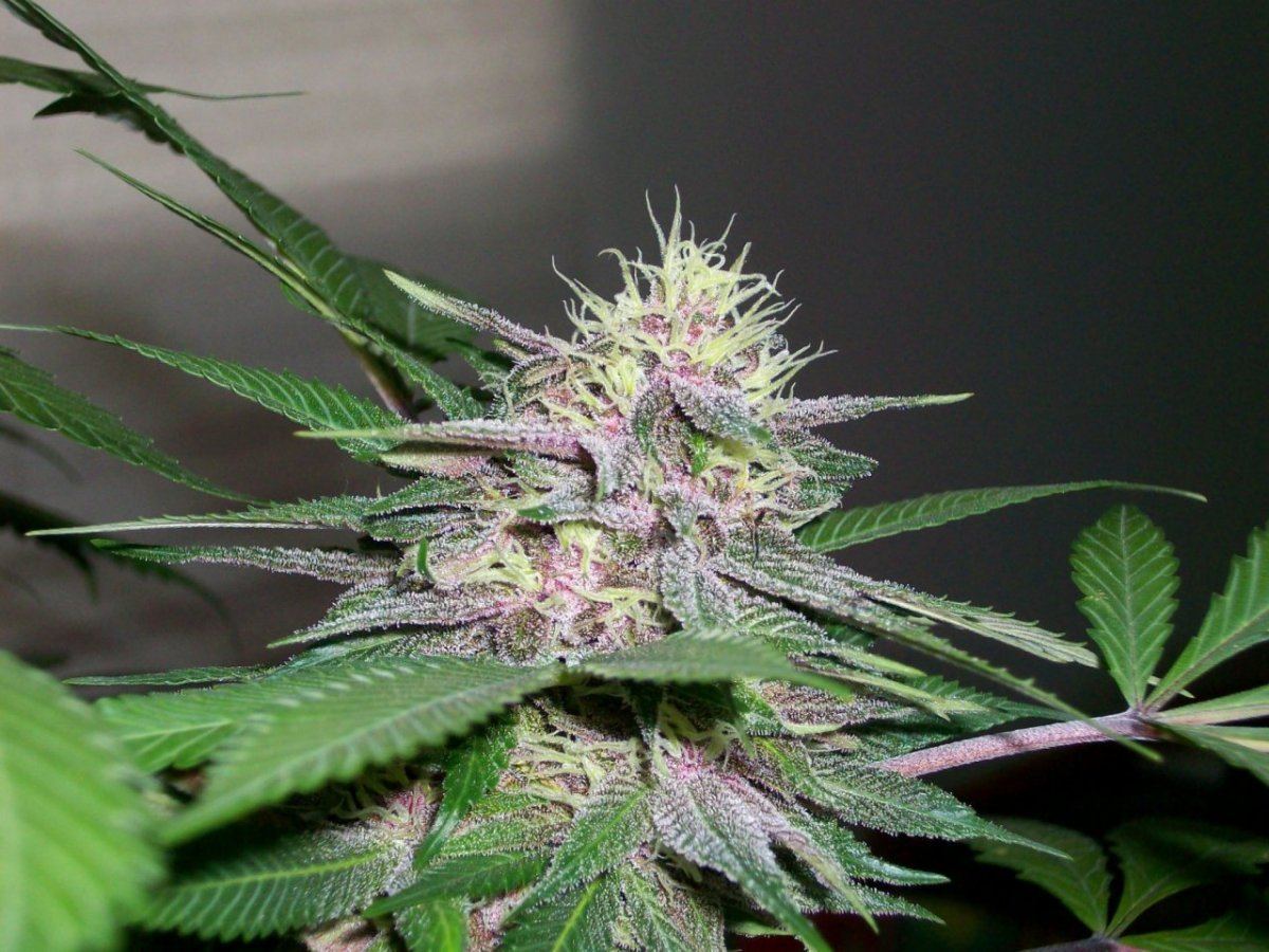 Downloadfile 30 1