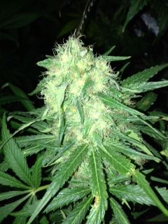Downloadfile 32
