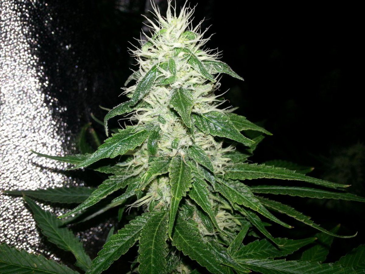 Dpc