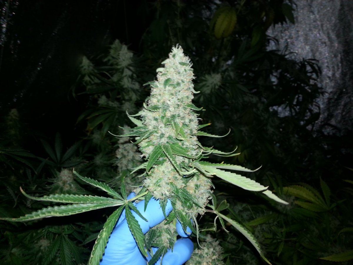 Dpc9wks