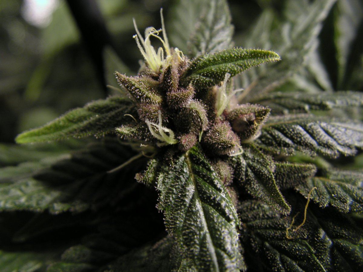 DPD SEEDED 4
