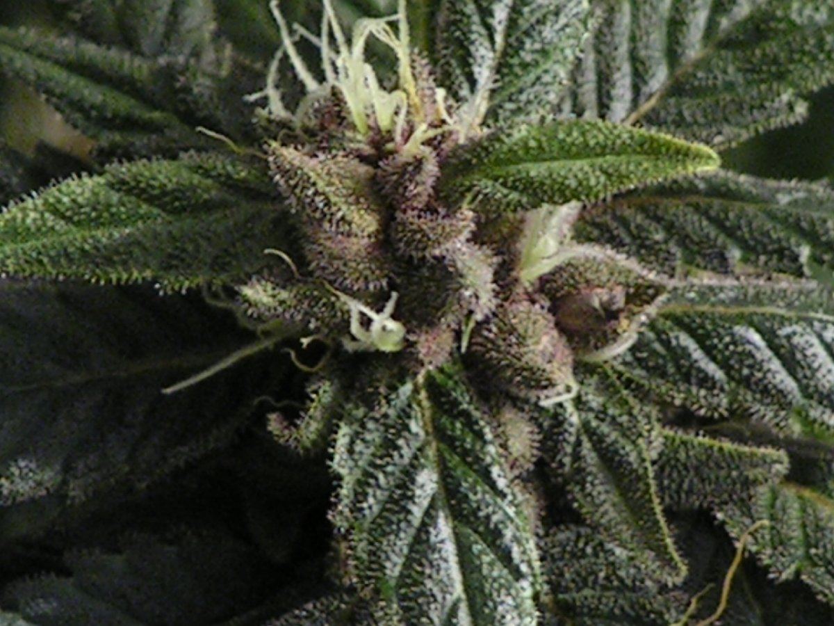 DPD SEEDED 6