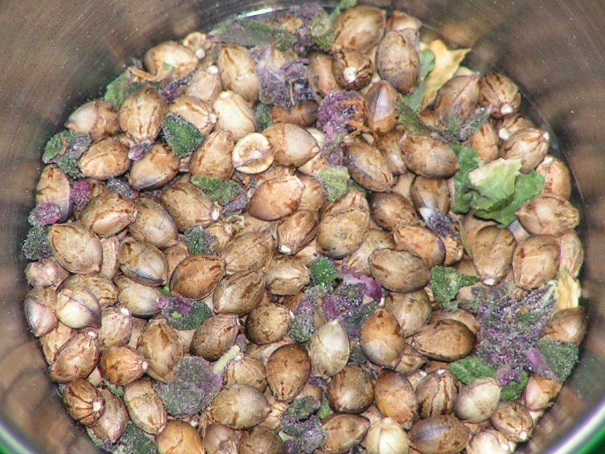 DPD SEEDS