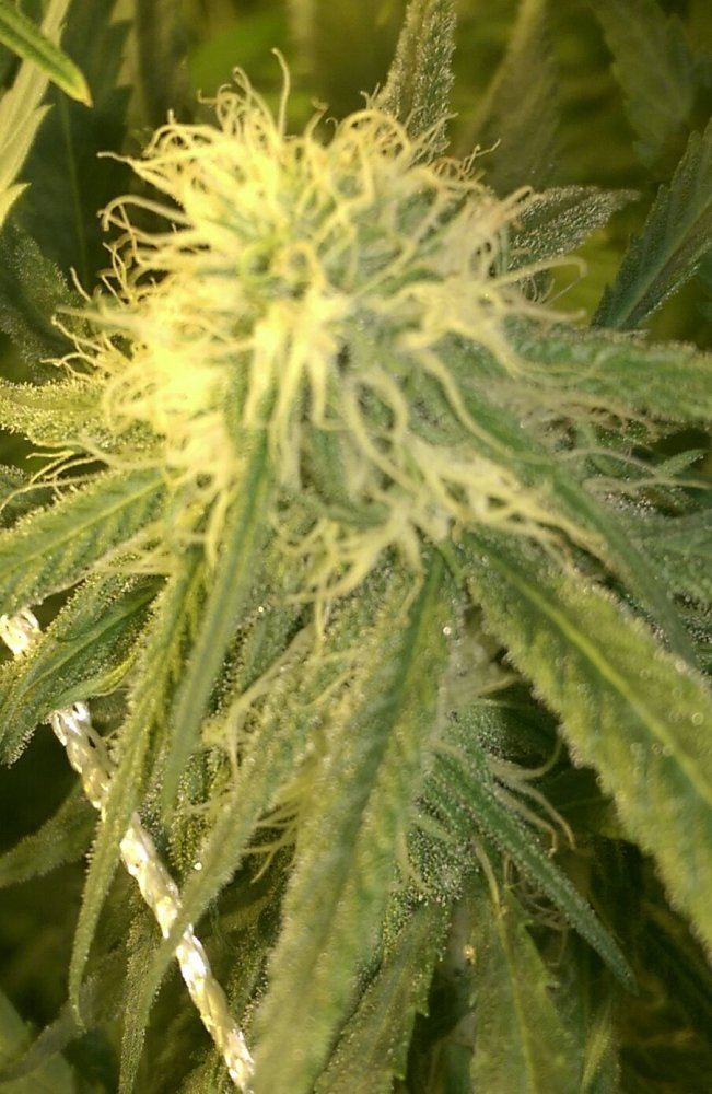DPEXat22days