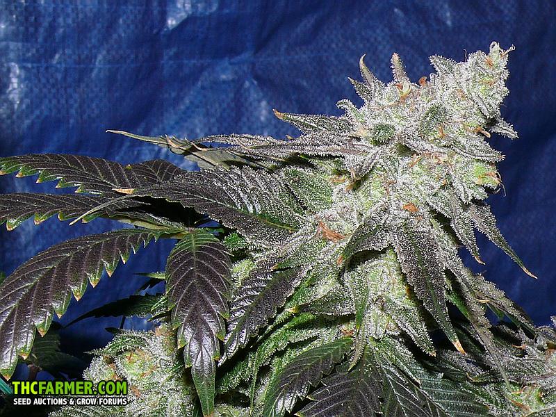 Dr Funkenstein highbreed