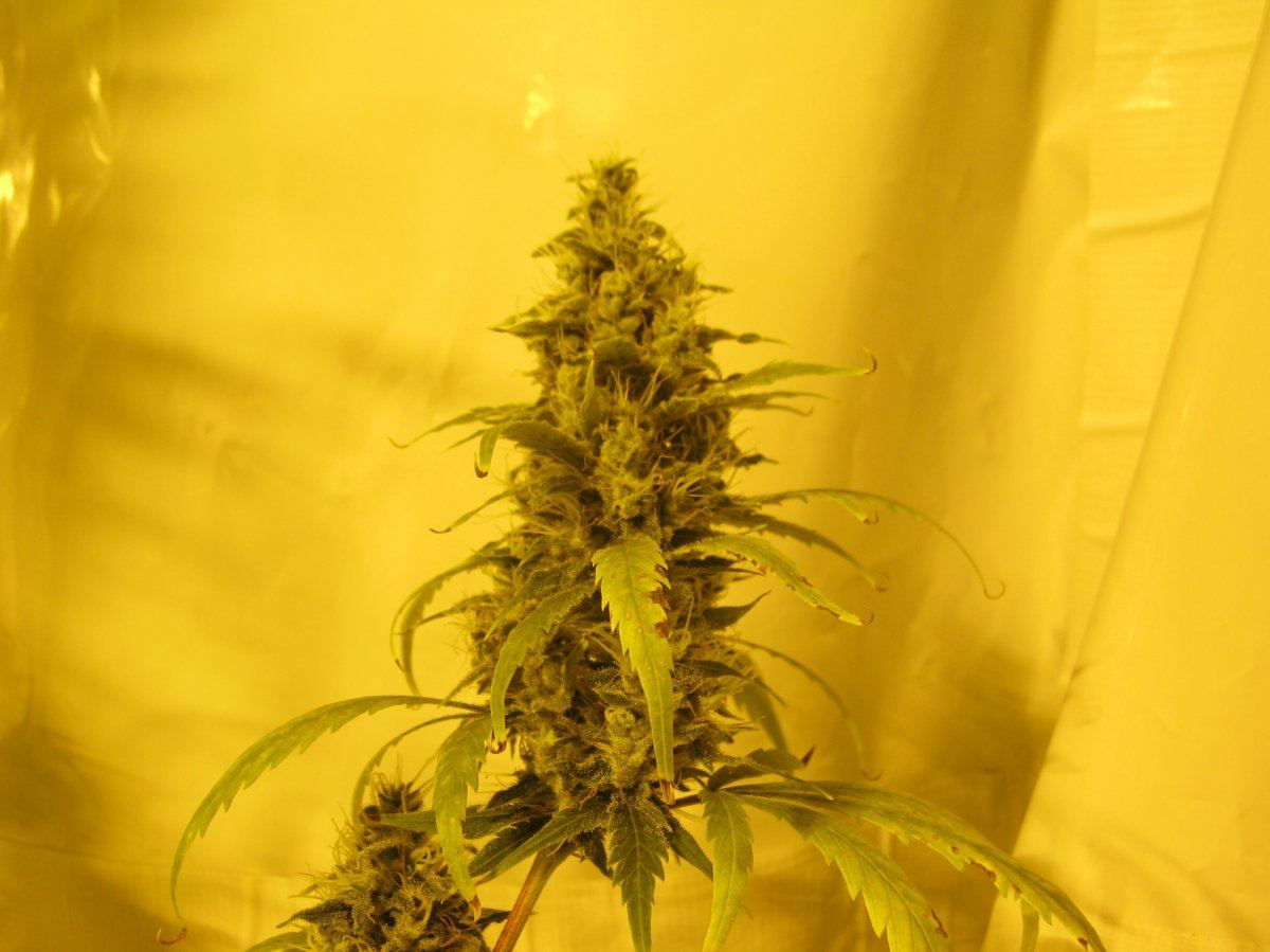 Dr greenthumbs cinderella 99 harvest and smoke report 2