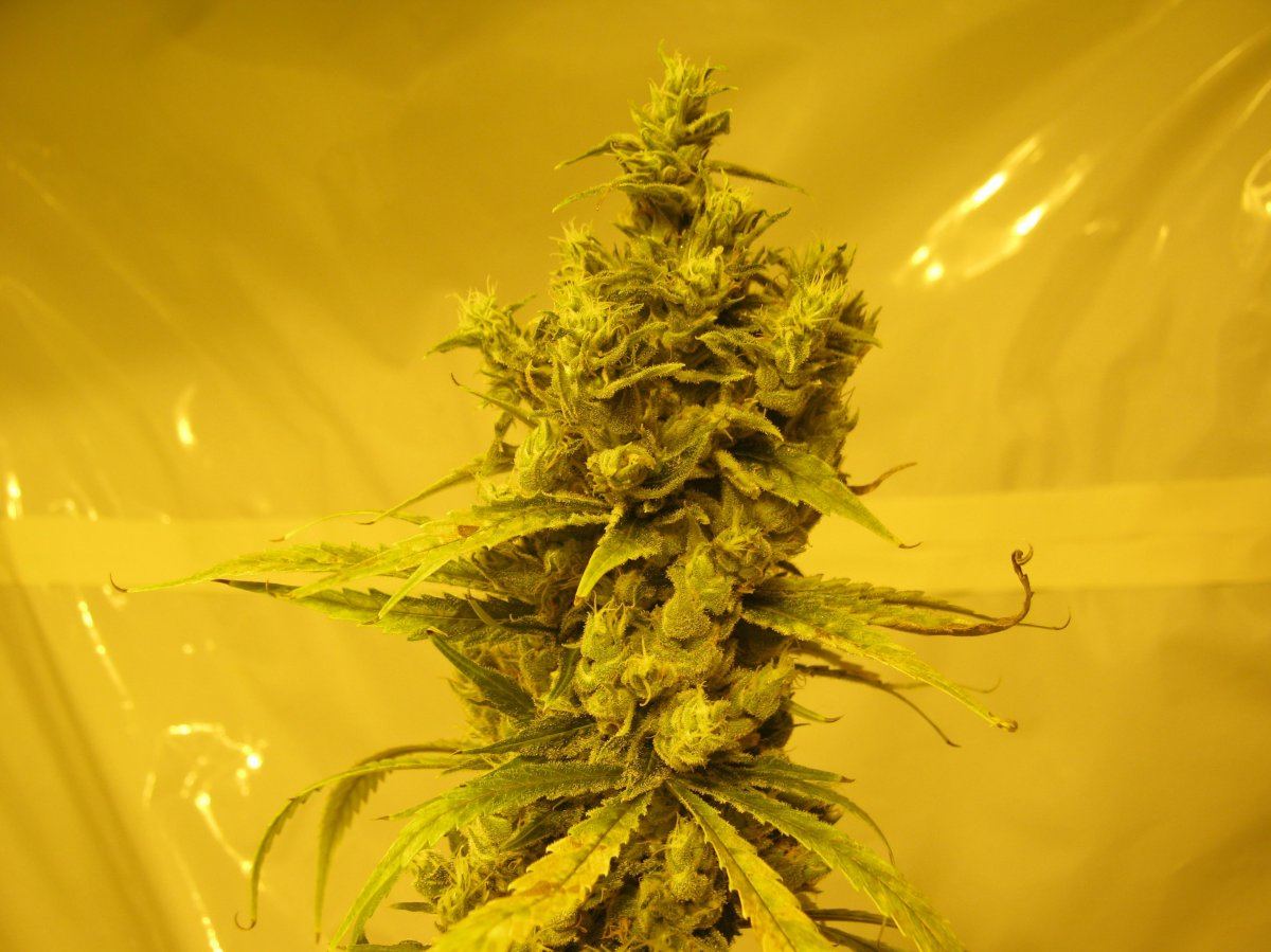 Dr greenthumbs cinderella 99 harvest and smoke report 4
