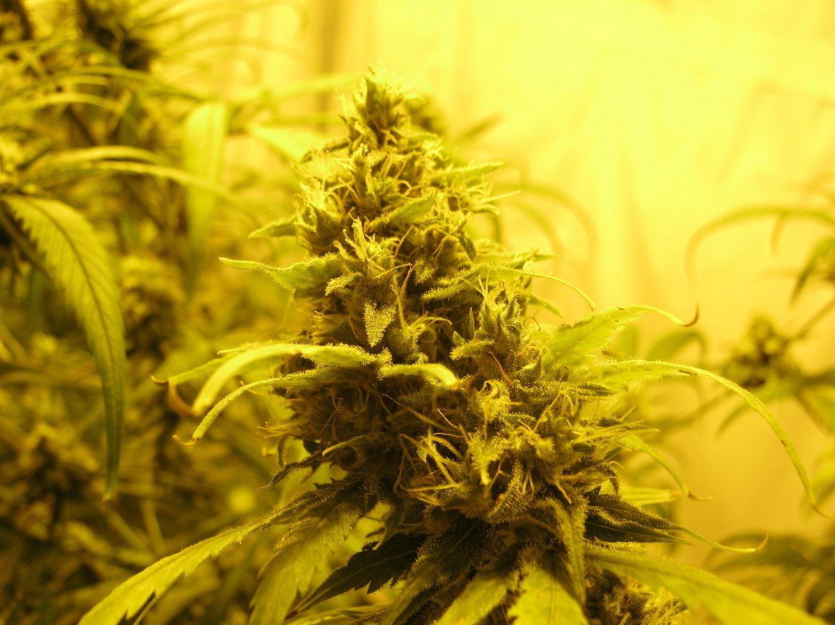 Dr greenthumbs cinderella 99 harvest and smoke report 7
