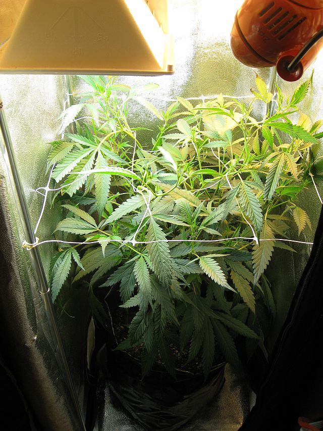 Dr40 tent grow  first grow 2