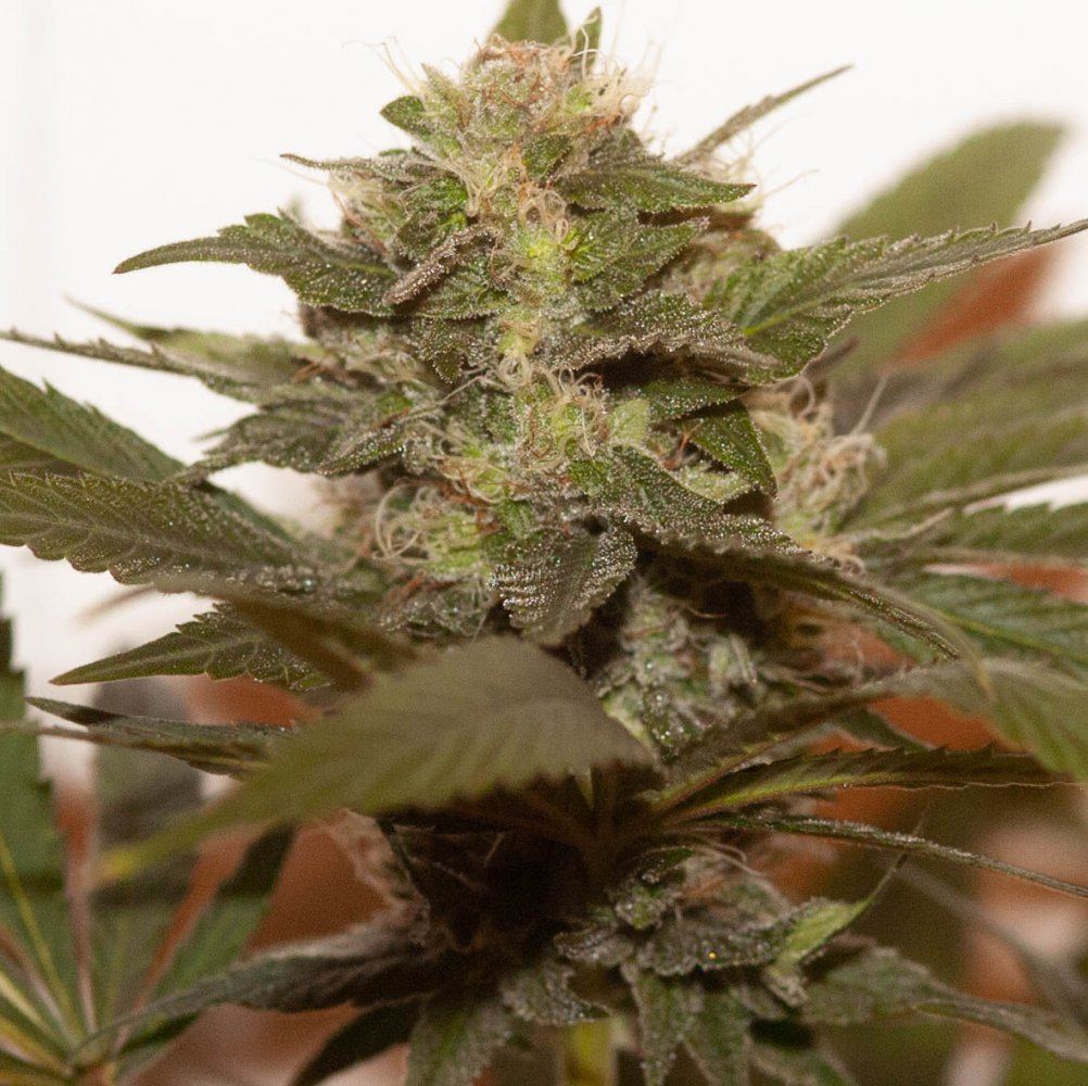 Dracarys bud shot at 7 weeks
