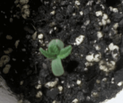 DragoBerrytrimale