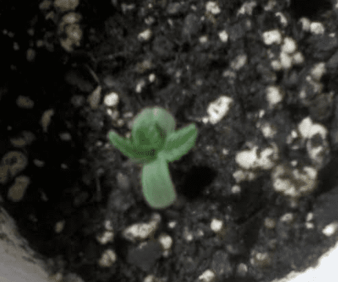 DragoBerrytrimale