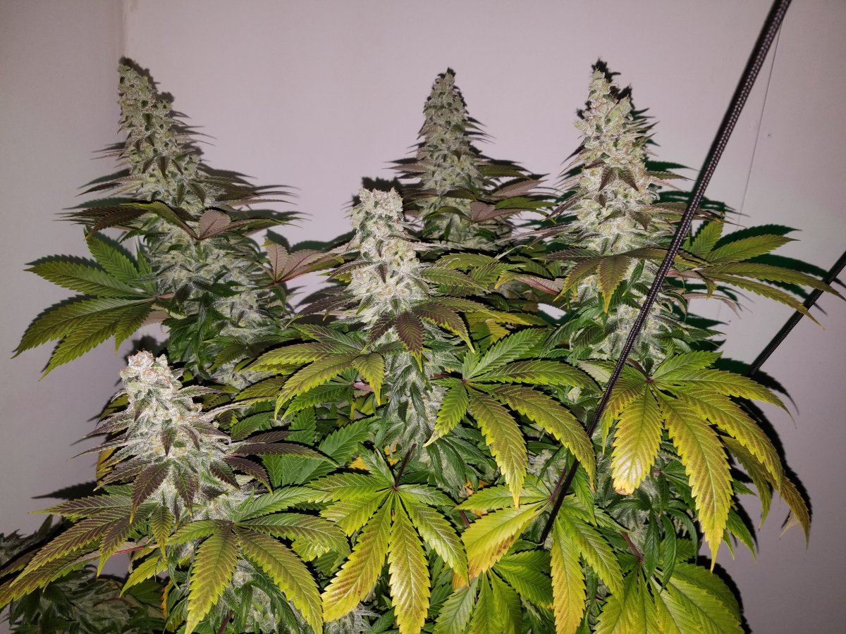 Dragon Berry buddaone