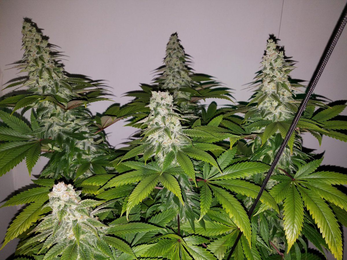 Dragon Berry