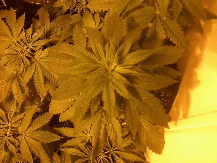 Dragonberrytri1week