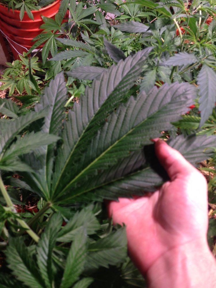 DragonBloodHashPlant
