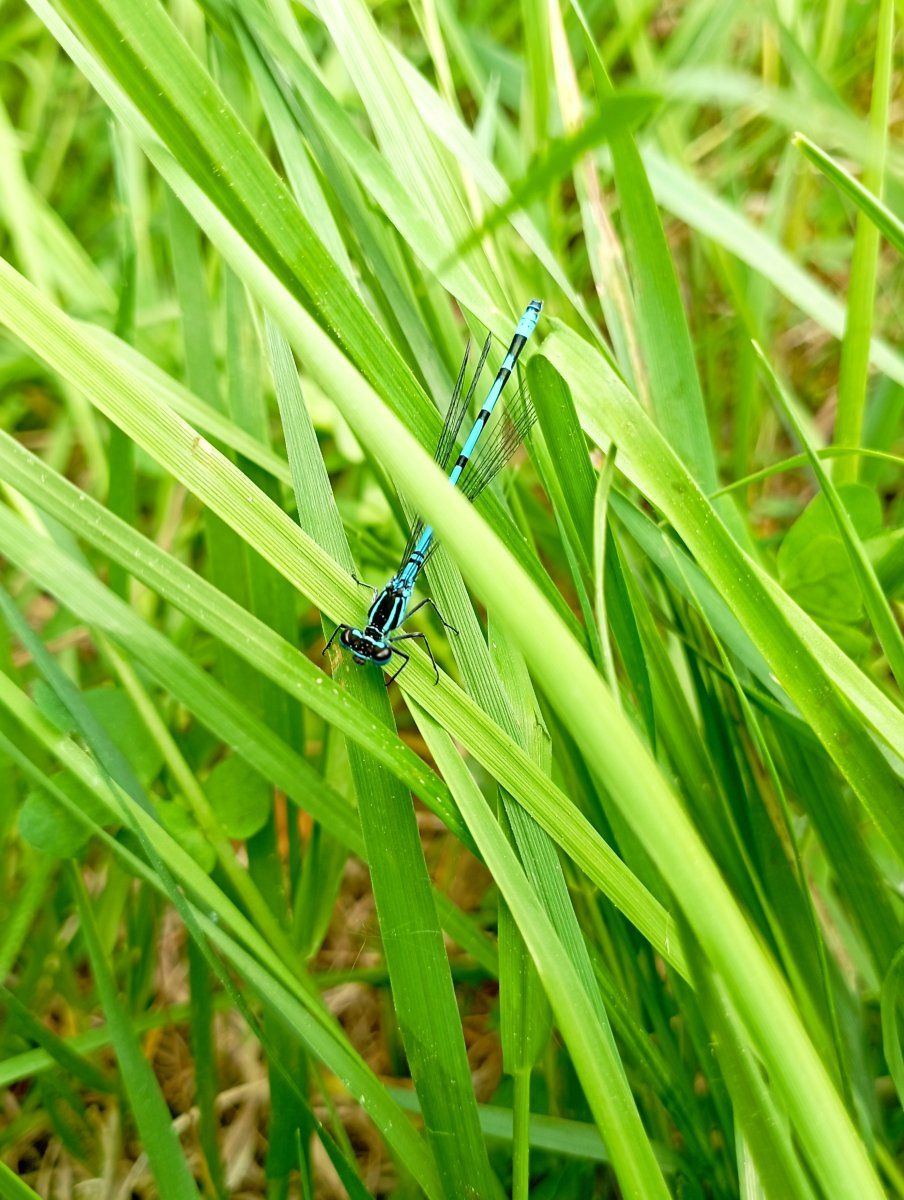 Dragonfly